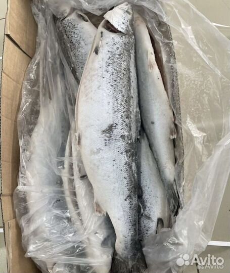 Рыба Лосось