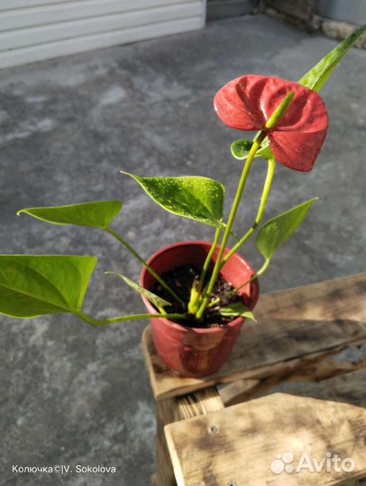 Антуриум Ред чемпион