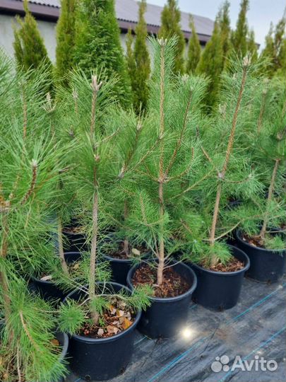 Сосна черная саженцы