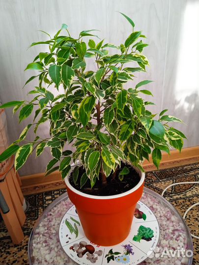 Фикус Бенджамина