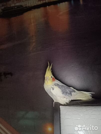 Говорящий попугай корелла с клеткой