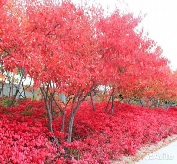 Бересклет европейчкий саженцы