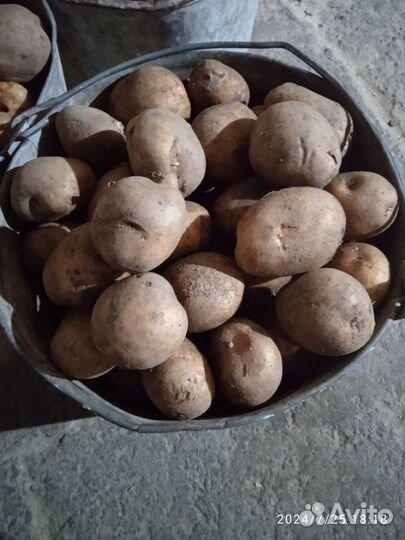 Продам картофель