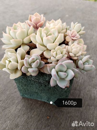 Суккуленты Садики