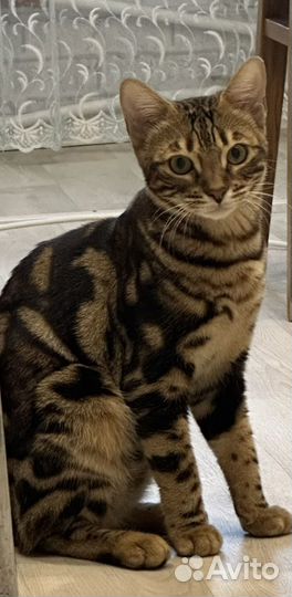 Бенгальская кошка