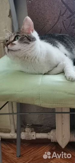 Кошка в дар