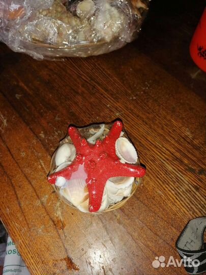 Морские ракушки раковины