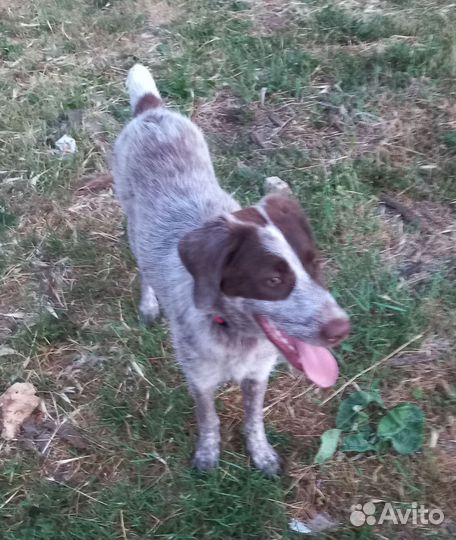 Щенок Дратхаар