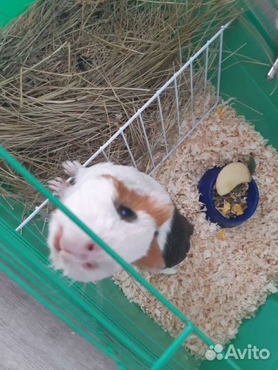 Передержка