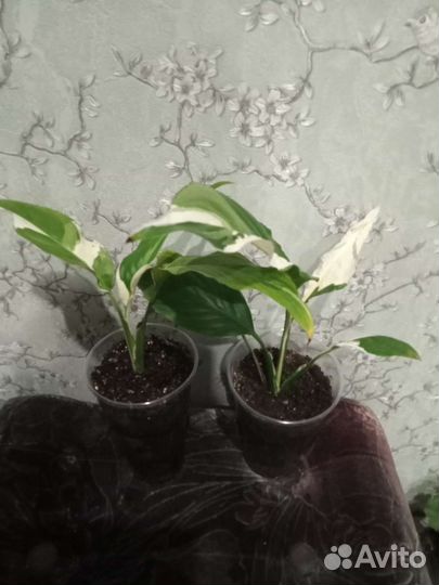 Пеларгония герань