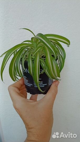 Хлорофитум Бонни (Кудрявый)