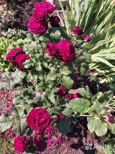 Розы корнесобственные частная коллекция Самовывоз