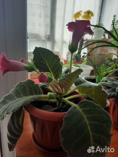 Фиалки, глоксиния продажа