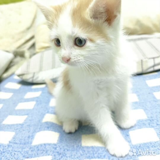 Котёнок бело-рыжий