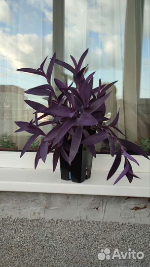 Сеткреазия пурпурная, краснолист