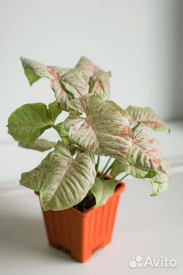 Singonium Confetti (Сингониум Конфетти)