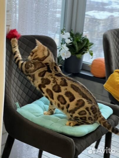 Бенгальский кот вязка