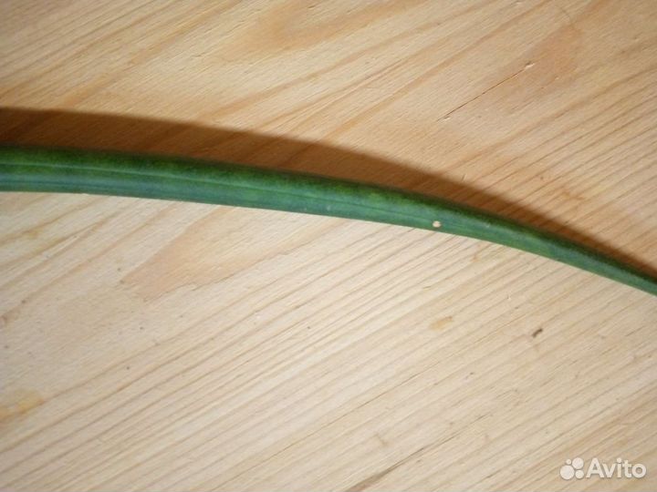 Сансевиерия цилиндрика