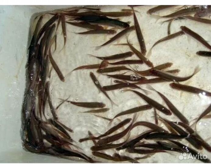 Живец чебак, карась