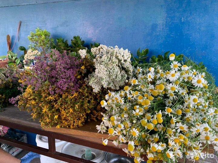 Лекарственные травы