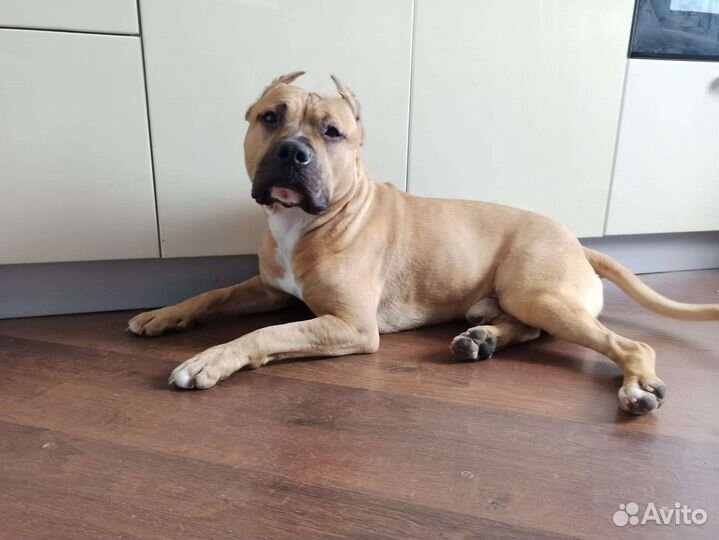 Амстафф Случка