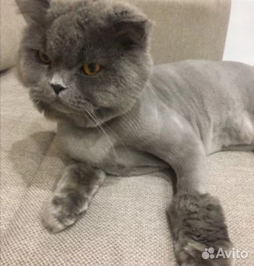 Стрижка котов, грумер