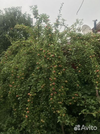 Саженцы плодово-ягодных культур