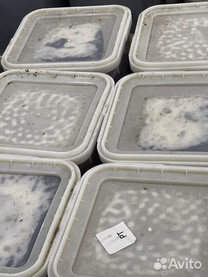 Мёд разнотравье