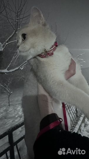 Голубая золотая шиншилла