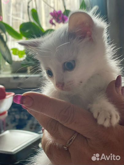 Котята в добрые руки бесплатно