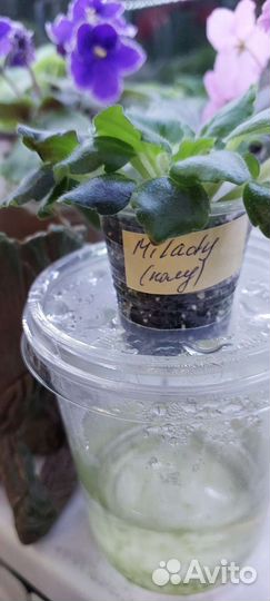 Фиалочки Milady