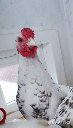 Породистые петушки