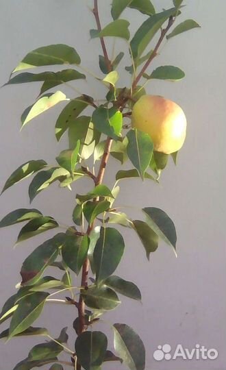 Саженцы груши сорта сеянец киффера