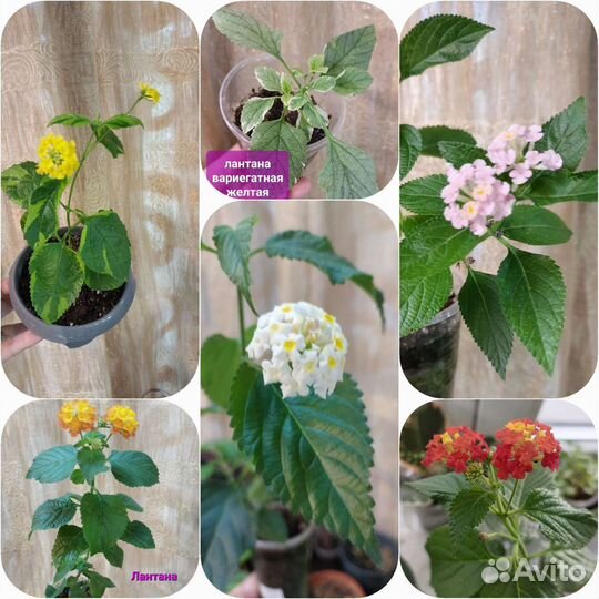 Филы и другие цветы