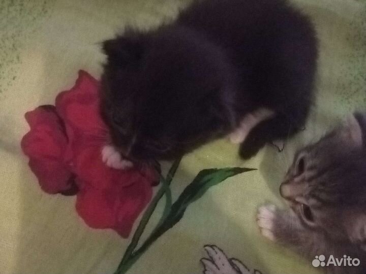 Кошки в добрые руки бесплатно