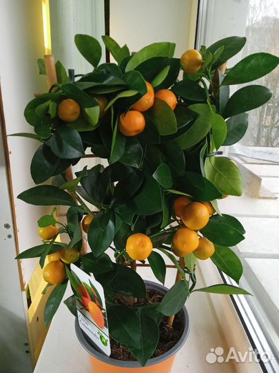 Лимон,Каламандин в горшочках с плодами