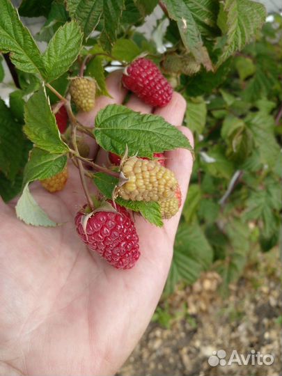 Малина саженцы