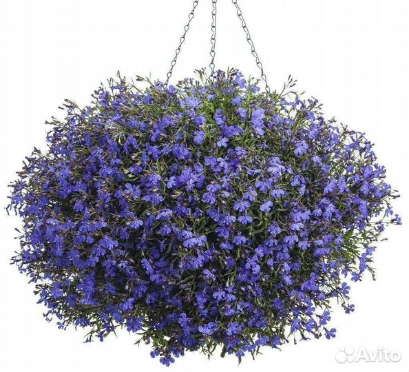 Лобелия ампельная