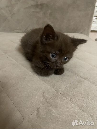 Отдам симпатичных котят