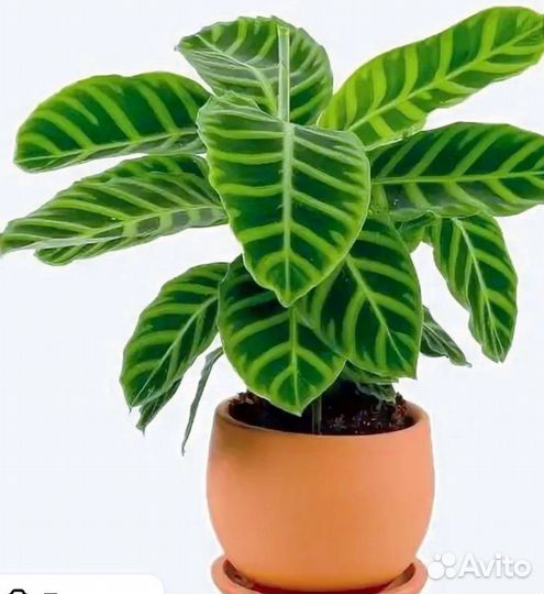 Калатея зебрина