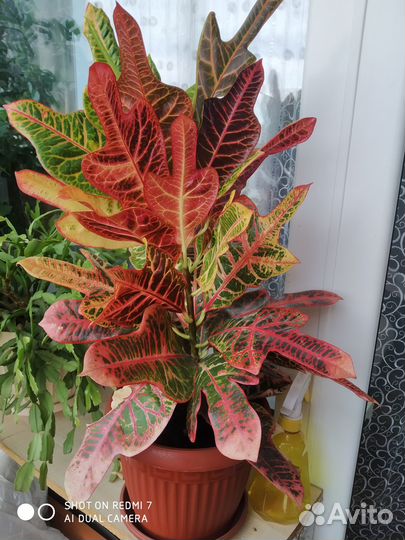 Продам цветы комнатные