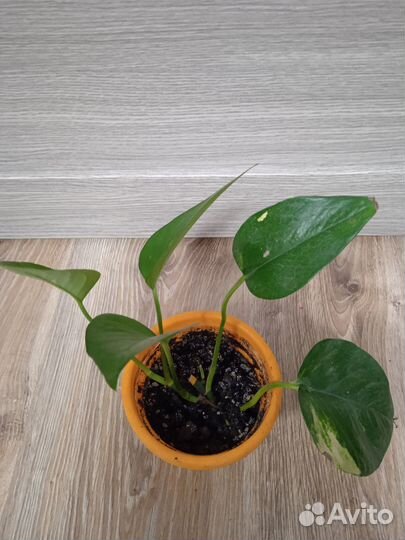 Комнатный цветок -эпипремнум