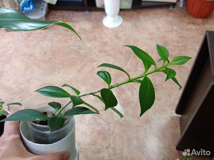 Эсхинантус жар птица