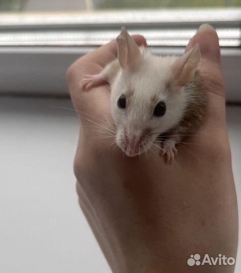 Мышь Мастомис