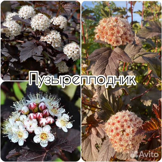 Гортензии/Вейгела/Форзиция/Спиреи/Дёрен