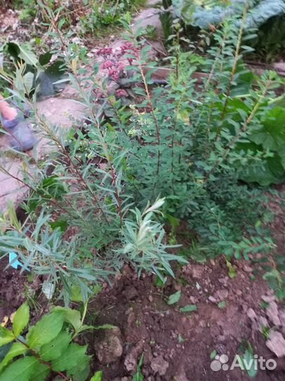 Многолетние кустарники и цветы