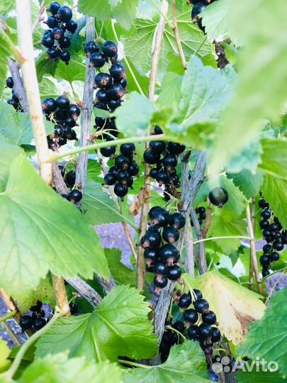 Плодоносящий куст черной смородины