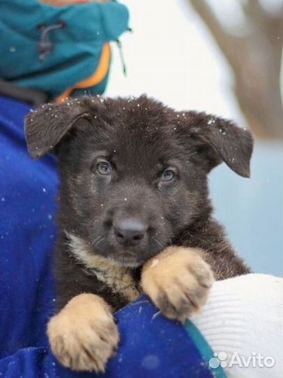 Щенок в добрые руки