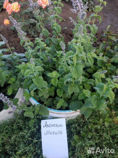 Мята сортовая