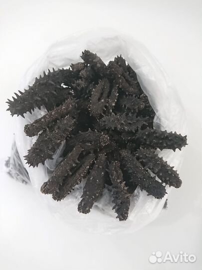 Трепанг на меду 1500